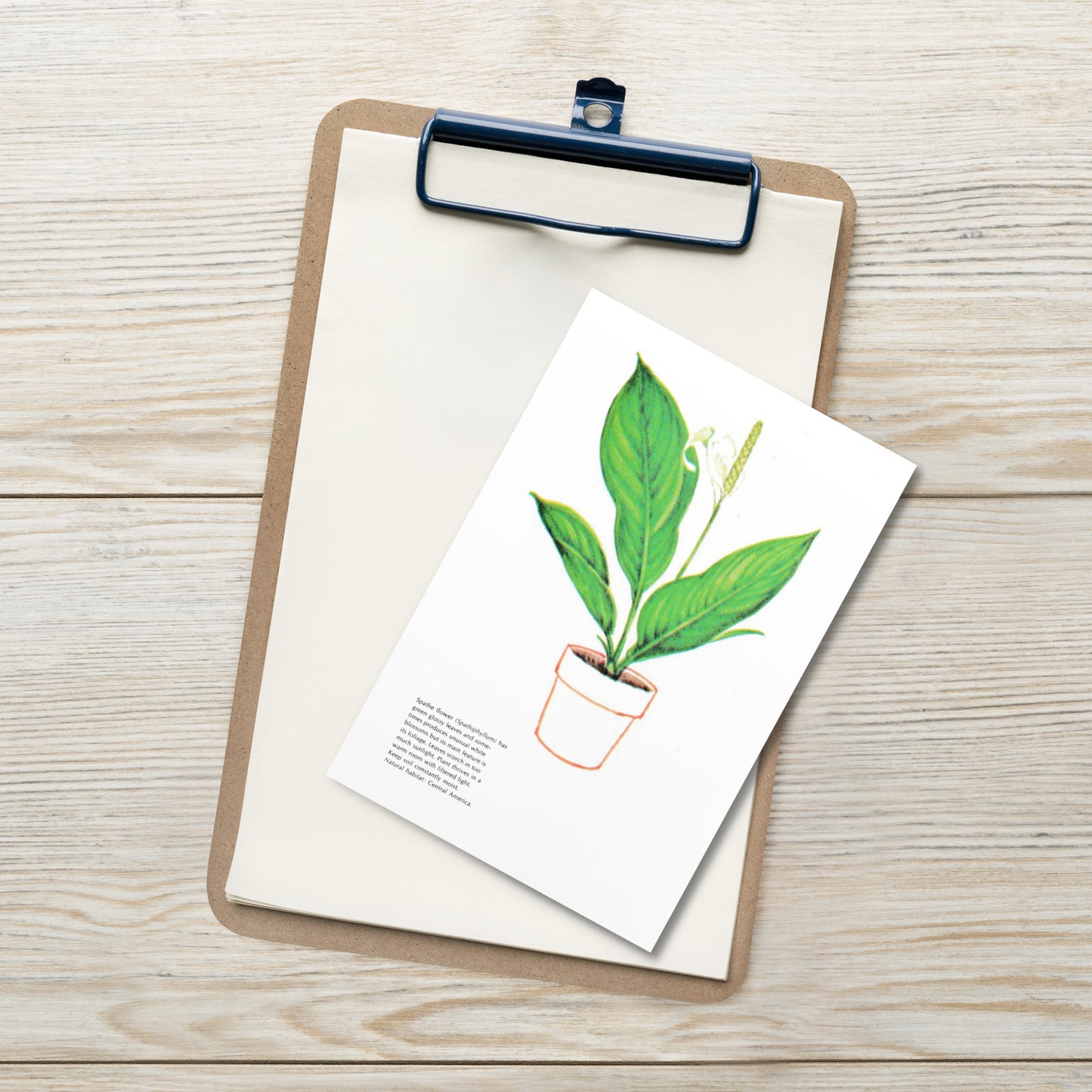 Spathe Flower Postcard